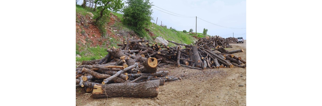 ŞIRNAK’TAKİ AĞAÇ KESİMLERİNİN DURDURULMASI VE KESİM İŞLEMİ İPTALİ TALEPLİ YÜRÜTÜLEN DAVA HAKKINDA BİLGİ NOTU, ŞIRNAK’TAKİ AĞAÇ KESİMLERİNİN DURDURULMASI VE KESİM İŞLEMİ İPTALİ TALEPLİ YÜRÜTÜLEN DAVA HAKKINDA BİLGİ NOTUŞIRNAK’TAKİ AĞAÇ KESİMLERİNİN DURDURULMASI VE KESİM İŞLEMİ İPTALİ TALEPLİ YÜRÜTÜLEN DAVA HAKKINDA BİLGİ NOTU ,ekoloji,dava